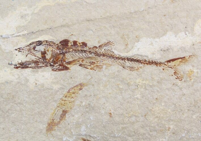 Predatory Eurypholis Fossil Fish With Shrimp - Part/Counterpart #24126